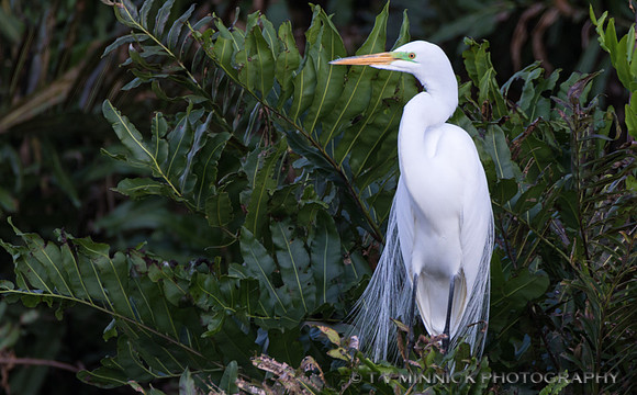 Great Egret Breeding