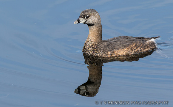 Pied-billed Grebe
