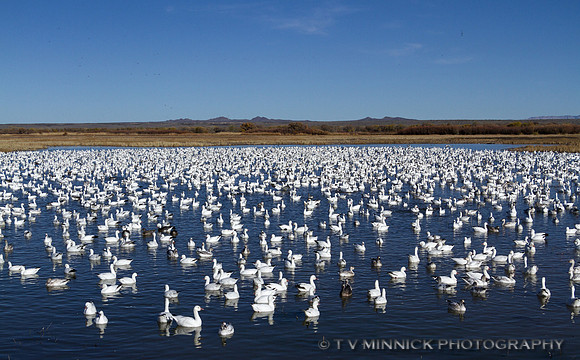 Snow Geese Resting