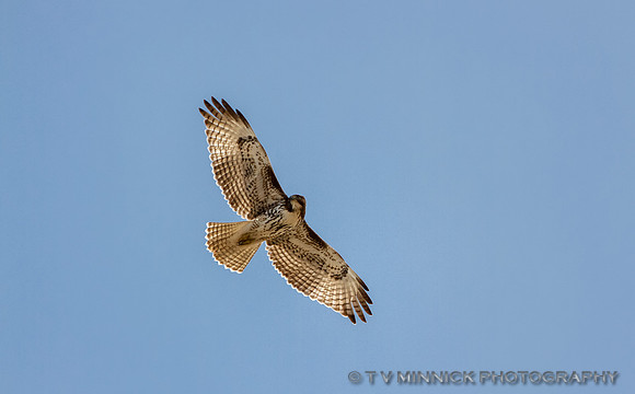 Red-tailed Hawk (juvenile)