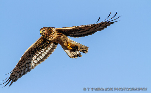 Northern Harrier (female)