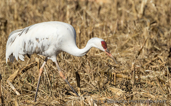 Leucistic Sandhill Crane