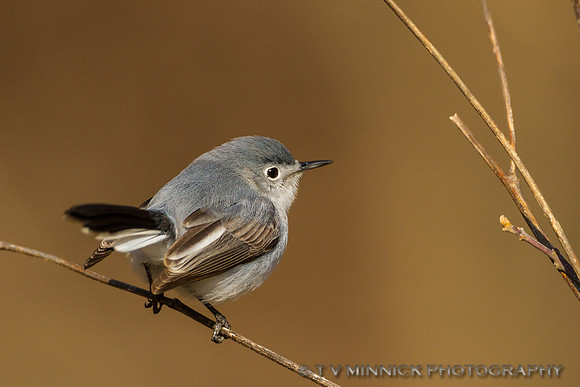 Blue-gray Gnatcatcher