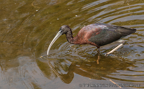 Glossy Ibis
