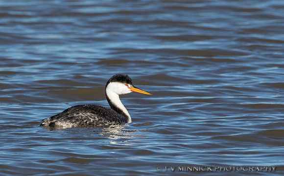 Clark's Grebe