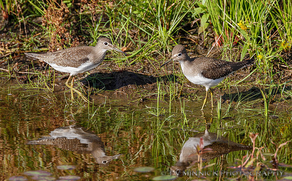 Solitary Sandpipers