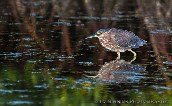 Green Heron