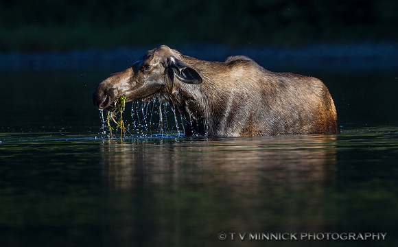 Feeding Cow Moose
