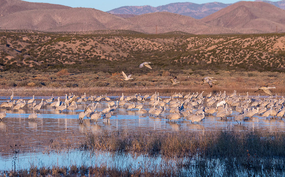Crane Pool in the Morning