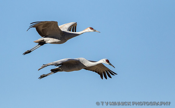 Sandhill Crane