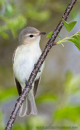 Warbling Vireo