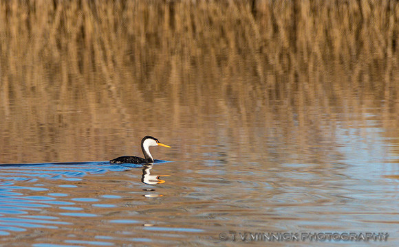 Clark's Grebe
