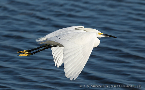 Snowy Egret