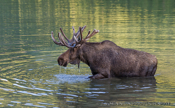 Moose in Fishercap Lake