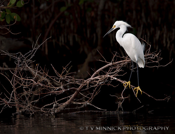Snowy Egret