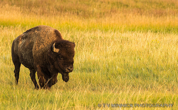 Bison Bull