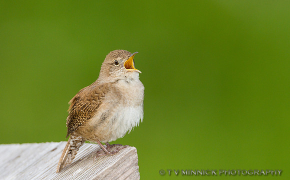 House Wren