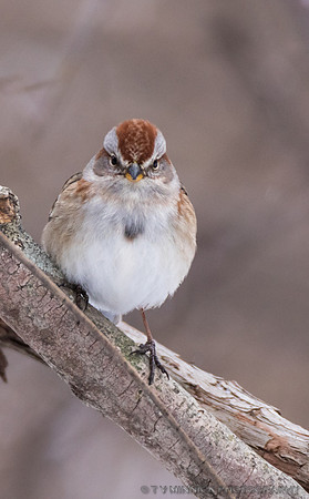 American Tree Sparrow