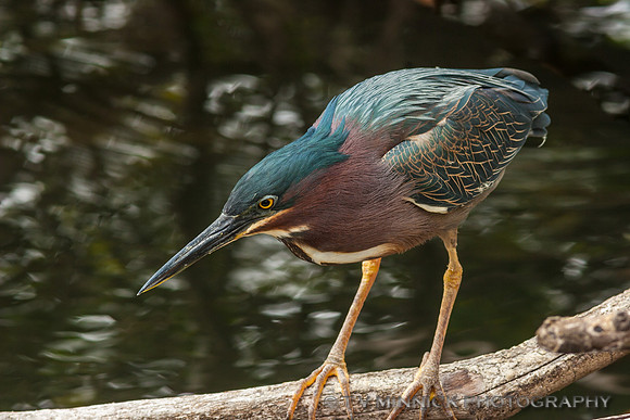 Green-backed Heron
