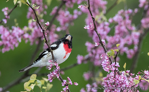 Rose-breasted Grosbeak