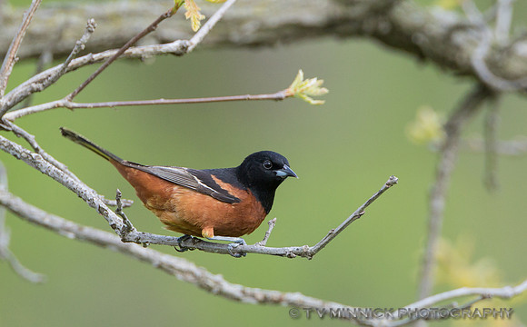Orchard Oriole
