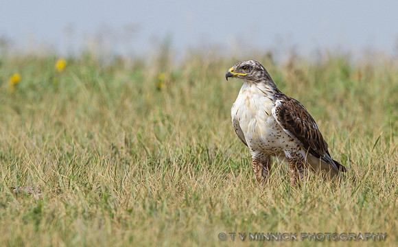 Ferruginous Hawk