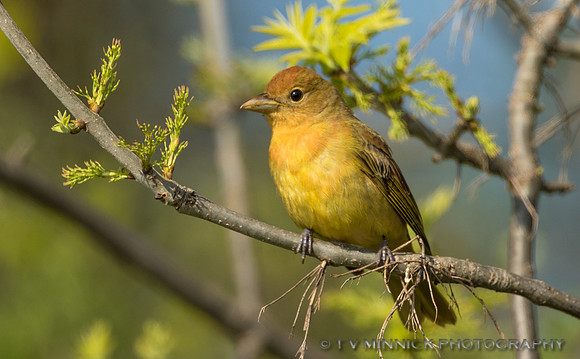 Summer Tanager female