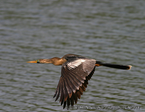 Anhinga