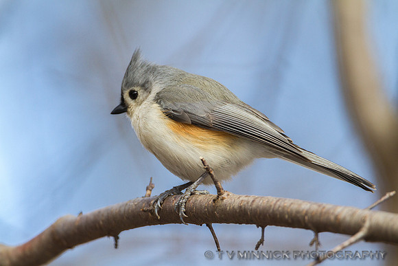 Tufted Titmouse