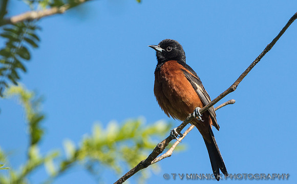 Orchard Oriole