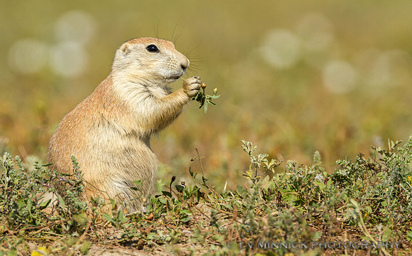 Black-tailed Prairie Dog