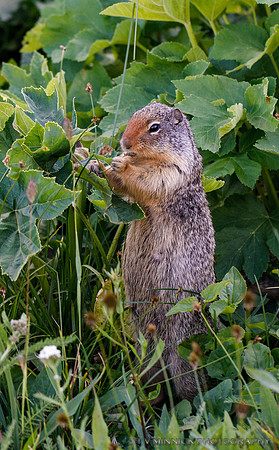 Columbia Ground Squirrel