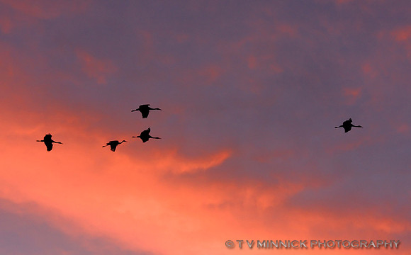 Flying in at Dusk