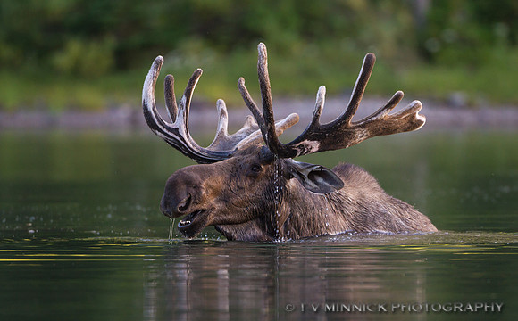 Feeding Bull Moose
