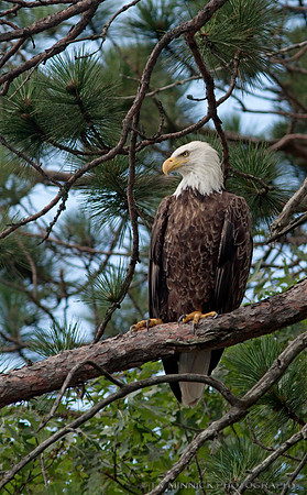Bald Eagle