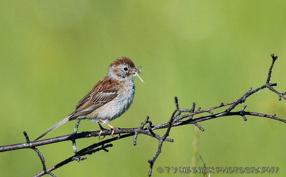 Field Sparrow