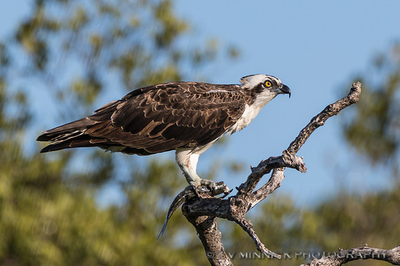 Osprey with Fish