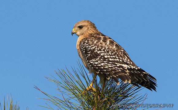 Red-shouldered Hawk