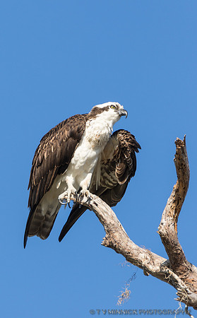 Osprey