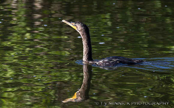 Double-crested Cormorant