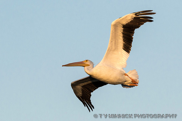 American White Pelican