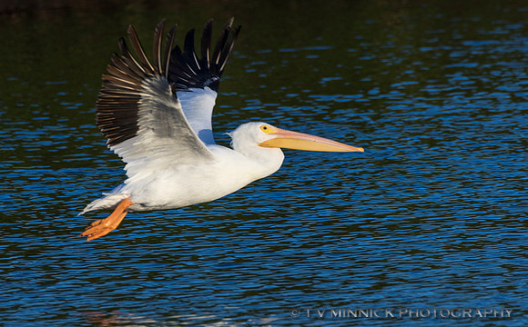 American White Pelican