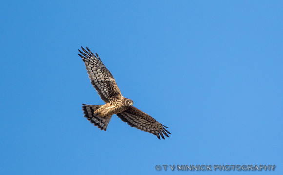Northern Harrier