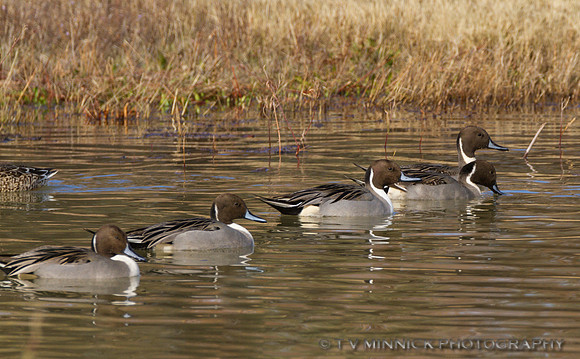 Pintails