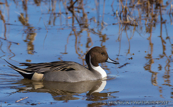 Pintail