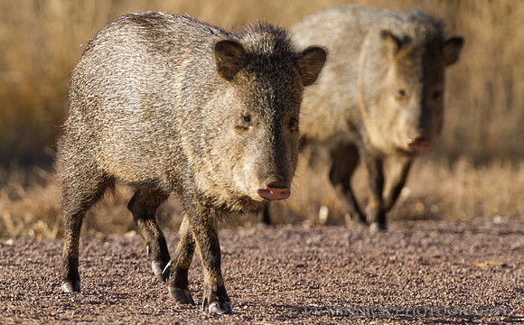 Javelinas