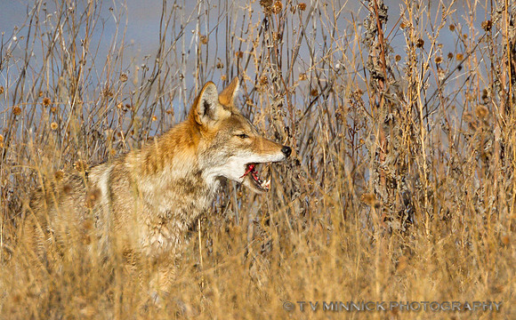 Coyote Enjoying a Snack