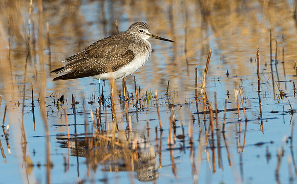 Greater Yellowlegs