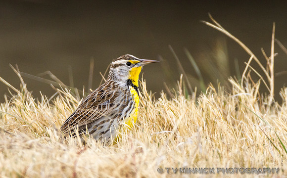 Western Meadowlark