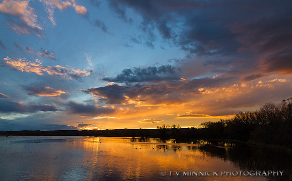 Bosque Sunset
